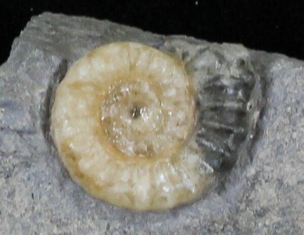 Promicroceras Ammonite - Dorset, England #30719
